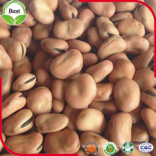 Frijoles secos de Fava con bajo precio